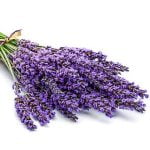 Lavandas ēteriskā eļļa (Lavandula Angusstifolia) 5 ml