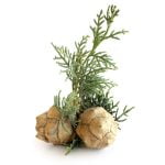 Cipreses ēteriskā eļļa 5ml