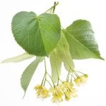liepziedu aromāts