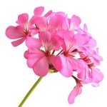 rožu gerānijas ēteriskā elļa