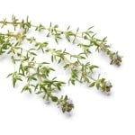 timiāna ēteriskā eļļa