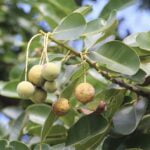 Tamanu eļļa 20 ml